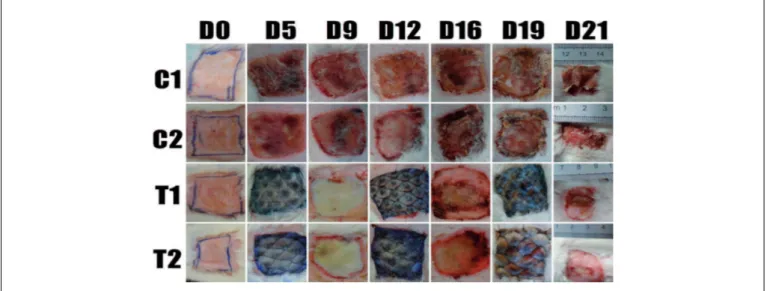 Figura 1 - Evolução cicatricial observada durante os 22 dias de acompanhamento dos ratos dos 4 grupos C1, C2, T1 e T2.