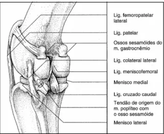 Figura  1:  Representação  esquemática  da  articulação  do  joelho  esquerdo  de  um  cão  –  vista  caudo- caudo-lateral (adaptado de König &amp; Liebich, 2002) 