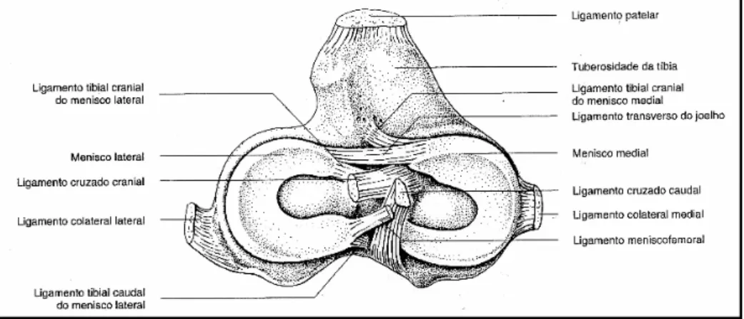 Figura  2:  Ligamento  cruzado  anterior  quando  a  articulação  se  encontra  e  extensão  (retirado  de  Arnoczky  &amp; 