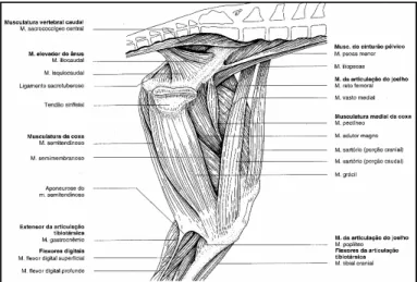 Figura 7: Representação esquemática da musculatura da cintura pélvica e do membro pélvico de um  cão – vista medial (retirado de König &amp; Liebich, 2002) 