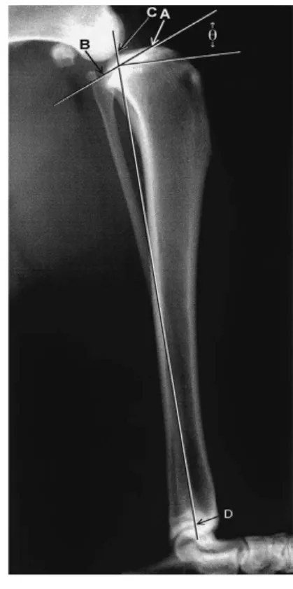 Figura  12:  Radiografia  lateral  da                   articulação  do  joelho  num  cão  sem  rotura  do 