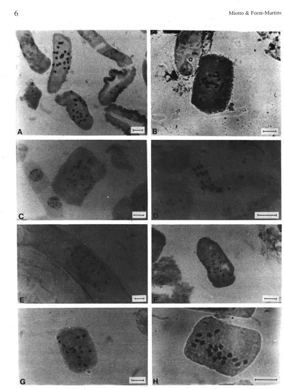 FIGURA  I - Cromóssomos mitótiços metafásicos em espécies de  Adesmia. A-A. securigerifolia (2n=20)