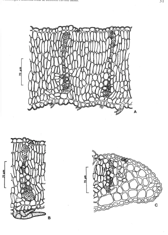 Figura 8.  A)  Secção transversal  da lãm ina foliar.  B)  Secção trans versal de  pequena ner vura com fibras  se  es tendendo até a epiderme adaxial