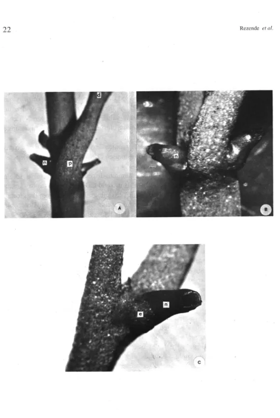 Figura  I.  A)  Aspecto  ge'ral do  par de  nectári os extraflorais,  locali zados  na  base  do  pedo lo:  nectário  (n);  pul vino  proximal  (p) ; pulvino distaI  (d)  6,4x