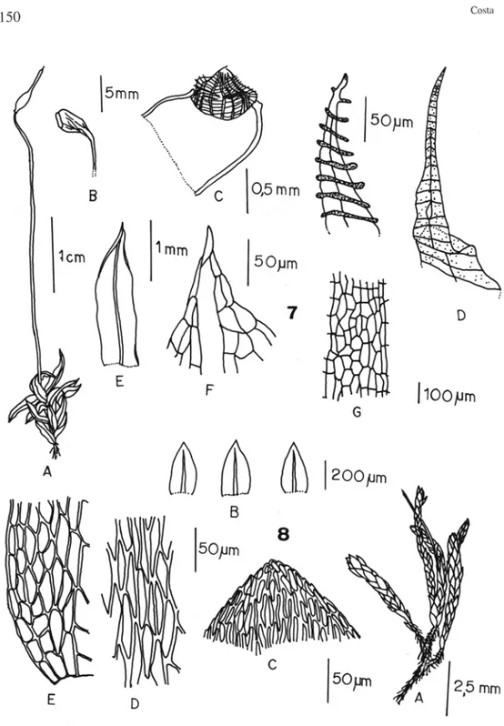 Figura 7.  Funaria  hygrometrica  A)  Gametófito;  B-C)  Cápsula;  D)  Dentes  do  exóstoma e endóstoma; E)  Filídio; F) Ápice do filídio; G) Células medianas do filídio