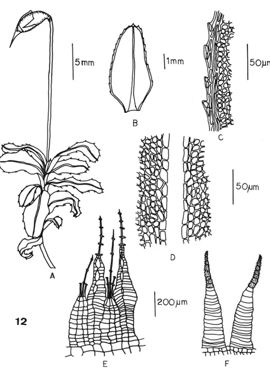 Figura  12.  Plag iomniulIl fhynclwpllOfW/1  A)  Gametófito ; B)  Filídio; C)  Margem do  filídio ; D) Células do 