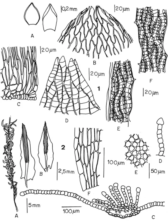 Figura  I . SplIagl/.wl1  uvafUl/1  A) Filídios do cau lídio e do  ramo ; B)  Áp ice do  filídio do cuu líd io ;  C)  Base do  filídio do caulídio; D) Ápice do filídio do ramo; E) Margem do filídio do ramo; F) Célul as medianas do ramo