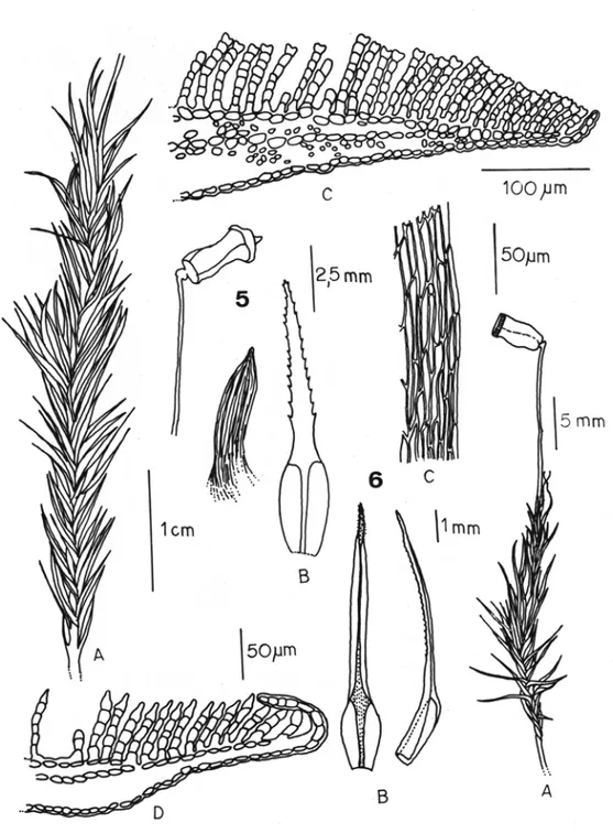 Figura  5.  PolyrricllUl/l  COl/llllune  A)  Gumetófito  com esporófito,  cápsula e  caliptra;  B)  Filídio ; C)  COIte  transversal do filídio 
