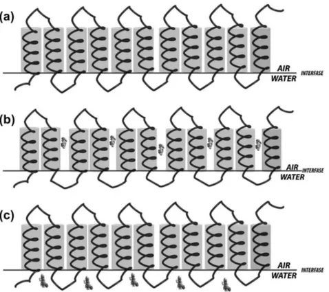 Fig. 8. Model of structure of monomeric unit of zein at the air water interface when is deposited over (a) water, (b) IND and (c) TCL.