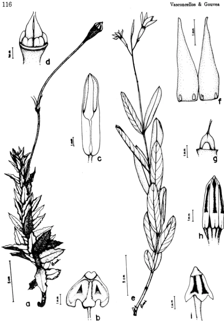Figura 4 - a- Macrosiplwnia longiflora - ramo  florífero,  b- estigma, c- antera, d- ovário  com 