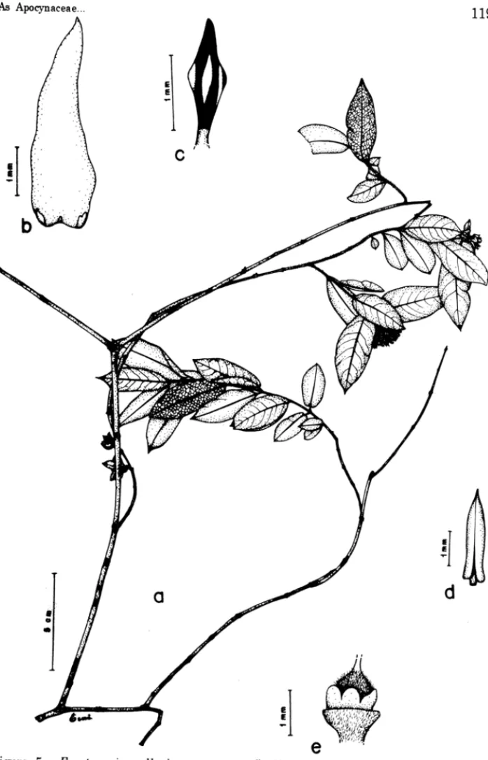 Figura  5  - Forsteronia  velloziana:  a- ramo  florífero,  b- face  interna  de  sépala  com  esquamelas,  c- estigma,  d- antera,  e- ovário  com  nectário