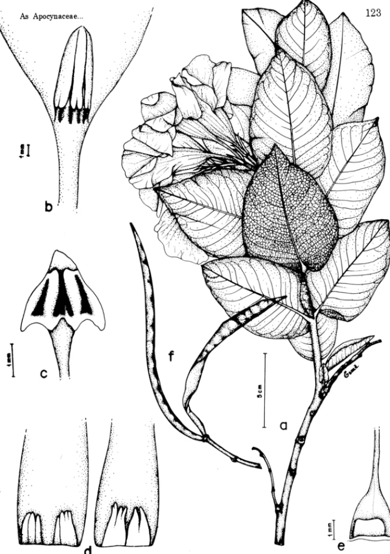 Figura  7:  Mrmdevilla venulosa:  a- ramo  florífero,  b- estames,  c- estigma,  -d- face  interna de  sépalas  com  esquamelas,  e- ovário  com  nectário,  f- fruto