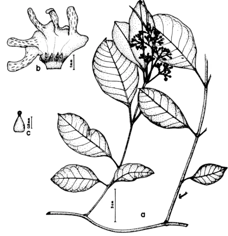 Figura  3  - Condylocarpon  isthmicus:  a- ramo  florífero,  b- corola  aberta  e  estames,  c-