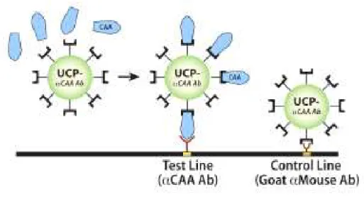 Figura 3 – Princípio do ensaio  Up-Converting Phosphor-Lateral Flow  ( UCP-LF ) para  detecção do CAA