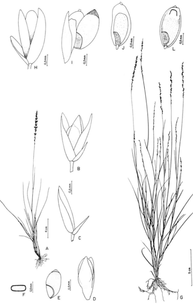 Figura  1 •  Sporobolus  metallicolus.  A .  hábito;  B . espigueta com  fruto;  C .  glumas;  D 