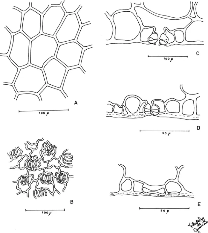 Figura 9 - Borreria cymosa.  A.  B - vista frontal da  epidermes adaxial e abaxial, respectiva- respectiva-mente