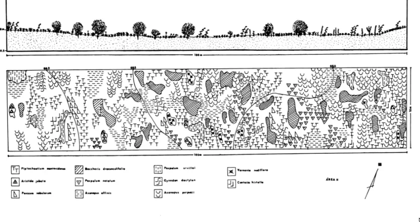 Figura  5 - Mapa  e perfil da  vegetação pioneira  sobre área  minerada  e reencapada  entre os anos de  1980/81, Mina  Recreio,  Butiá - RS