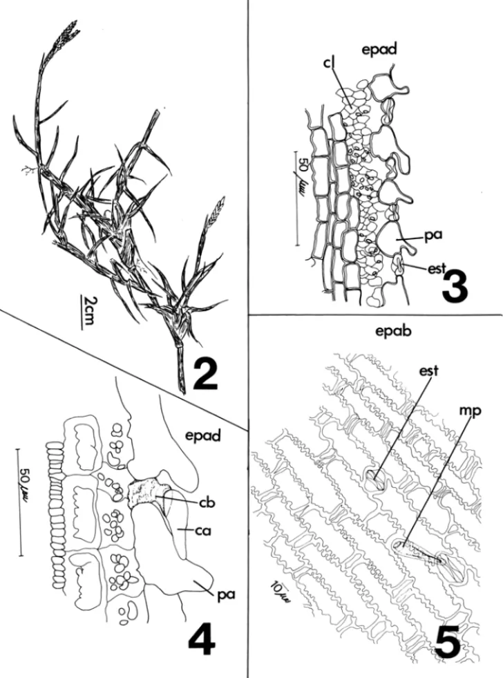 Figura 2 a 5  : 2.  P.  vagillatum.  Aspecto geral.  3.  P.  vagillatum . Corte longitudinal da  lâmina foliar