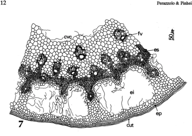 Figura 7:  Spartina  densiflora.  Corte  transversal  do  rizoma.  cvc:  cavidade  central;  cu!:  cutícula; ei: espaços intercelulares; ep: epiderme; es: faixa esderenquimática; fv:  feixe vascular