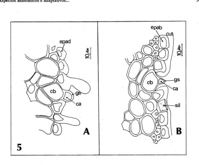 Figura 5:  Spartina densiflora.  Glândula de sal em  corte transversal. 