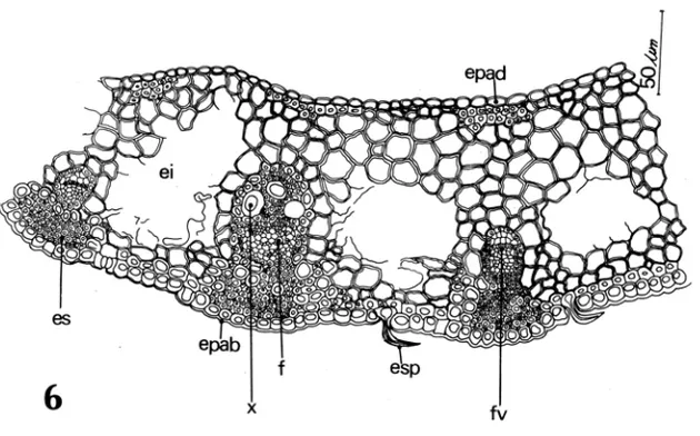 Figura  6:  Spartina densiflora.  Corte transversal da bainha foliar. ei: espaços intercelulares;  epad:  epiderme  adaxial;  epab:  epiderme abaxial;  es: calota  esclerenquimática;  esp:  espinho;  fv:  feixe  vascular;  f:  floema;  x:  xilema