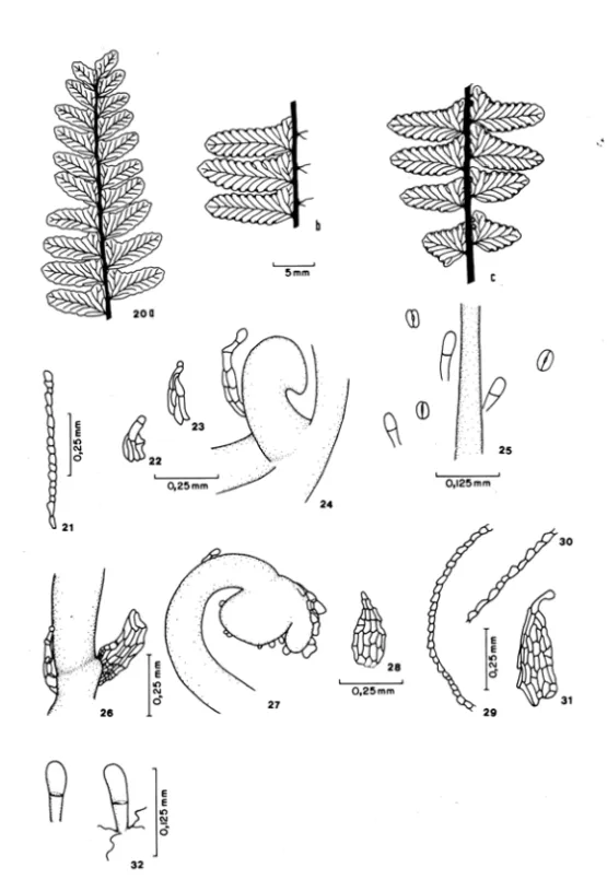 Figura 20:  Esporófito  adulto de Adiantopsis radiata,  piria  de Uma  folha  fértil.  a