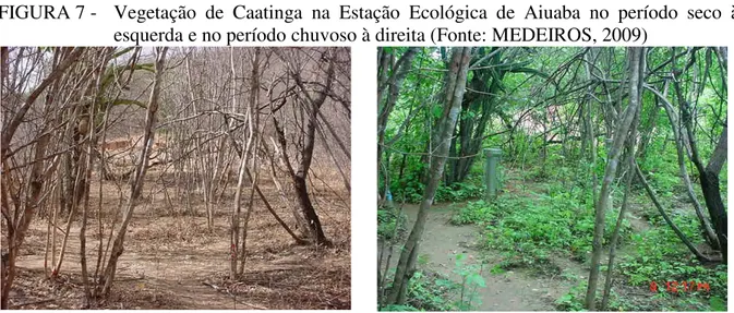 FIGURA 7 -  Vegetação  de  Caatinga  na  Estação  Ecológica  de  Aiuaba  no  período  seco  à  esquerda e no período chuvoso à direita (Fonte: MEDEIROS, 2009) 