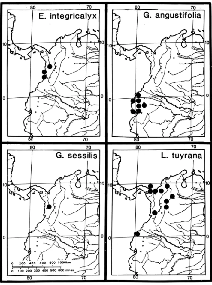 Figura 10  - Eschweilera integricalyx,  Gustavia angusllfolia.  G.  sessi/is  e  Lecythis tu.\'- tu.\'-rana,  espécies  selecionadas  de  Lecythidaceae  neotropicais  com  distribuição  a  oeste  dos  Andes