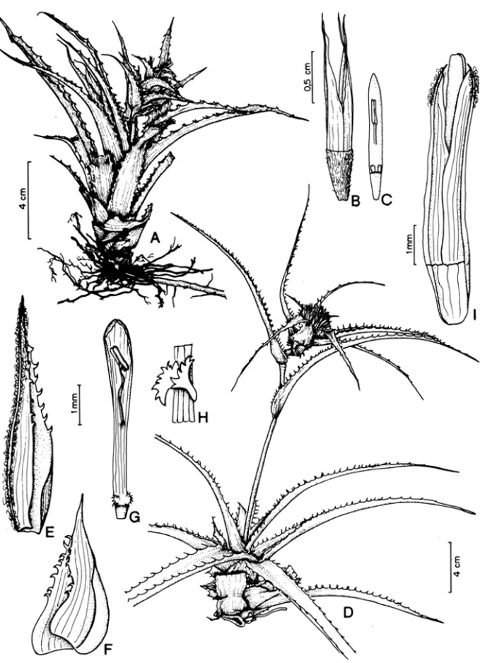 Figura  1  - Orthophytum saxicola  (Ule)  L.  B.  Smith .  (A-C) :  A  - hábito  da  planta;  B - ovário e sépalas;  C - pétala e estame