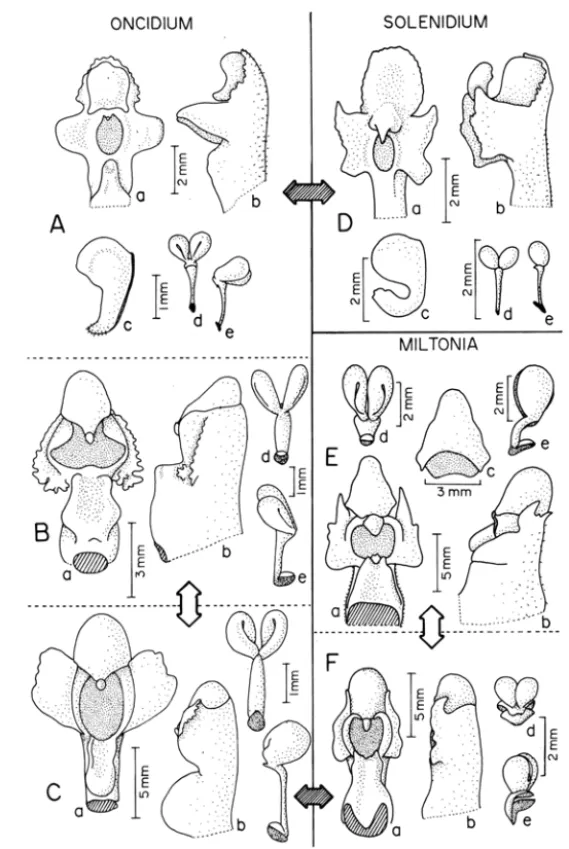 Figura 3  - Detalhes da coluna em algumas espécies brasileiras  de  Oneidium,  Mill onia  eSolenidium