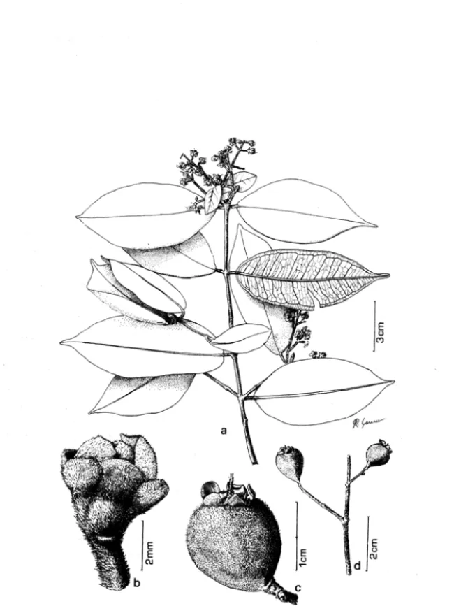 Fig.  3  - Myrcia  isaiana:  a.  hábito; b. flor (G.L. Farias 349); c. ramo frutífero;  d