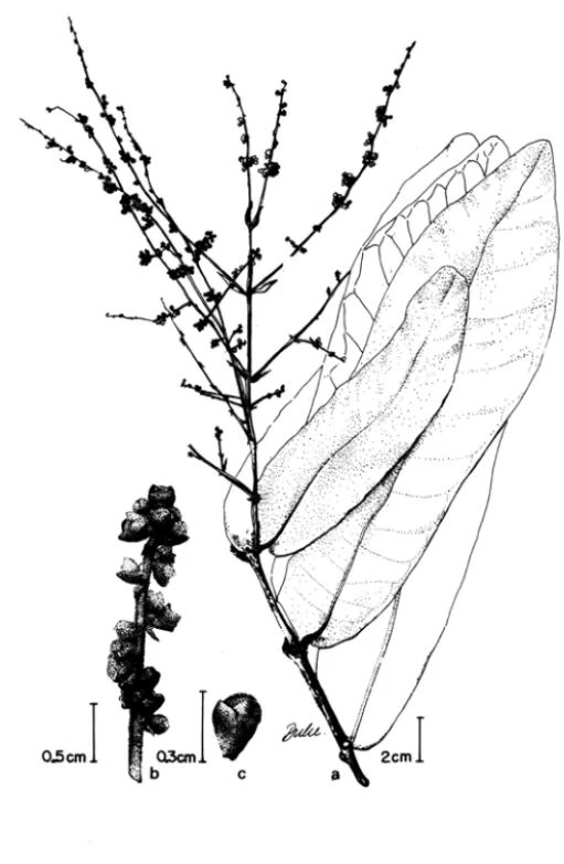 Fig.  4  - Myrcia  limae:  a.  hábito; b.  detalhe da inflorescência; c.  botão  floral  (D