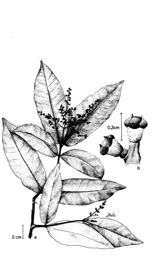 Fig. 5 - Myrcia riodocensis:  a. hábito; b. botões florais  (D.  Sucre 8269). 