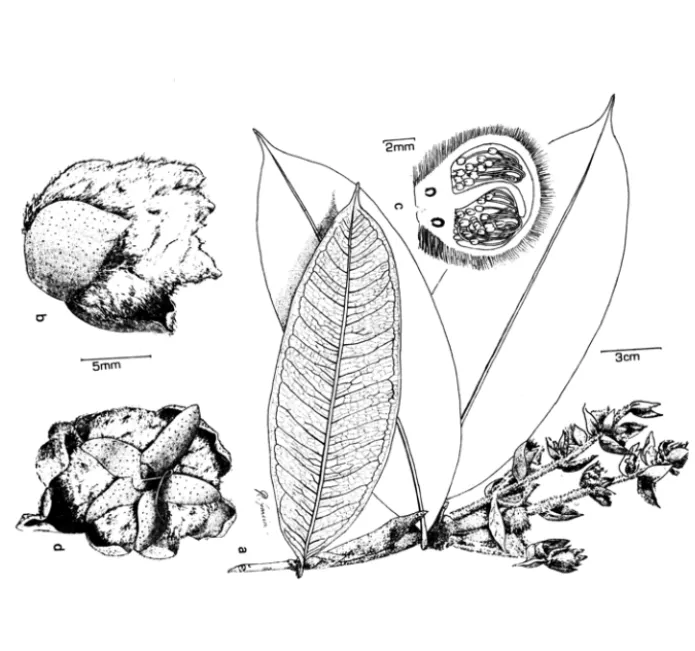 Figo  6  - Marlierea  sucrei:  ao  habito;  bo  botão floral;  Co  corte esquemático do 