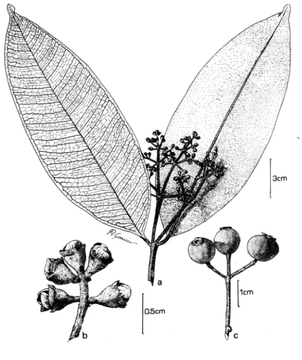 Fig.  1 - Myrciafollii:  a.  hábito; b.  detalhe da inflorescência (D.A. Folli 821);  c