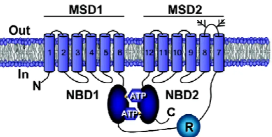 Figure  I.2  -  CFTR structure.  Schematic representation of CFTR protein  inserted into the cel membrane, showing the two membrane spanning  domains, MSD1 and MSD2, the two nucleotide binding domains, NBD1 and  NBD2 and the regulatory domain, RD