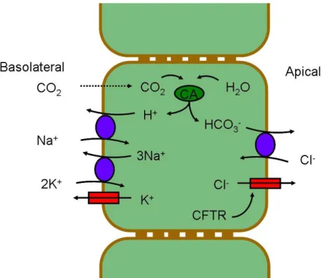 Figure  I.8.  Classic  model for  HCO 3 −