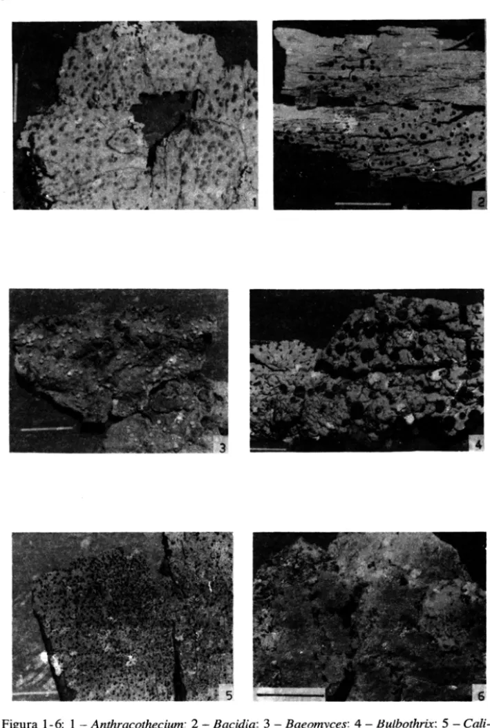 Figura  1-6:  1 - Anthracothedum: 2 - Bacidia:  3 - Baeomyces: 4 - lJulbothrix:  5 - Cali-