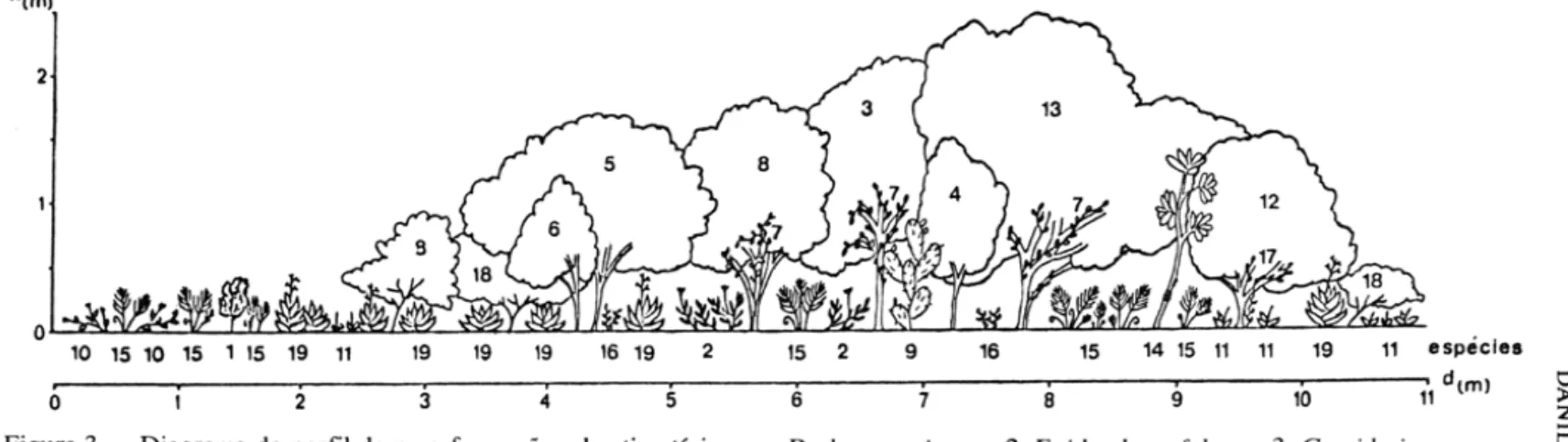 Figura 3  Diagrama de perfil  de uma  formação  arbustiva típica.  =.  Dodonaea viscosa; 2