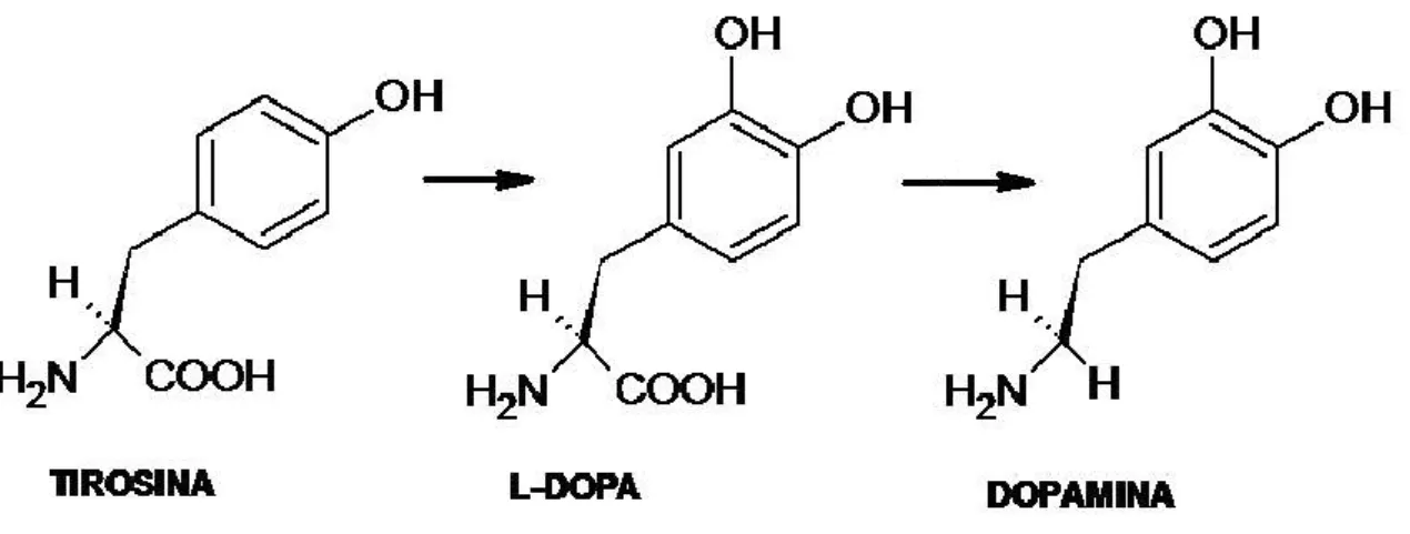Figura 13. Síntese da dopamina.