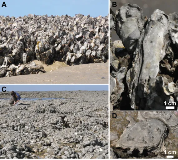 Fig 1. Typology of Crassostrea gigas wild oyster reefs. (A) Clusters of vertical oysters surrounded by mudflats; (B) Details of vertically-growing oysters; (C) Horizontal colonization of large rocky areas; (D) Details of a horizontally-growing oyster; the 
