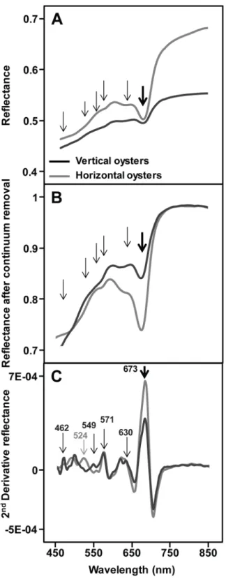 Fig 2. Example of spectral signatures of vertically- and horizontally-growing oysters obtained with the HySpex imaging spectrometer