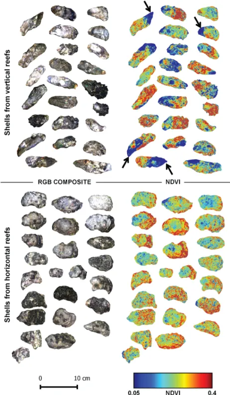 Fig 3. RGB composite color images (left) and corresponding NDVI spatial distribution images (right) of Pacific oyster shells sampled in two contrasting oyster reefs