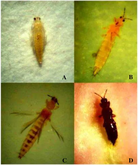 Figura 01. Espécies de tripes em botões florais de cultivares de roseiras; A. Larva de  tripes; B, C