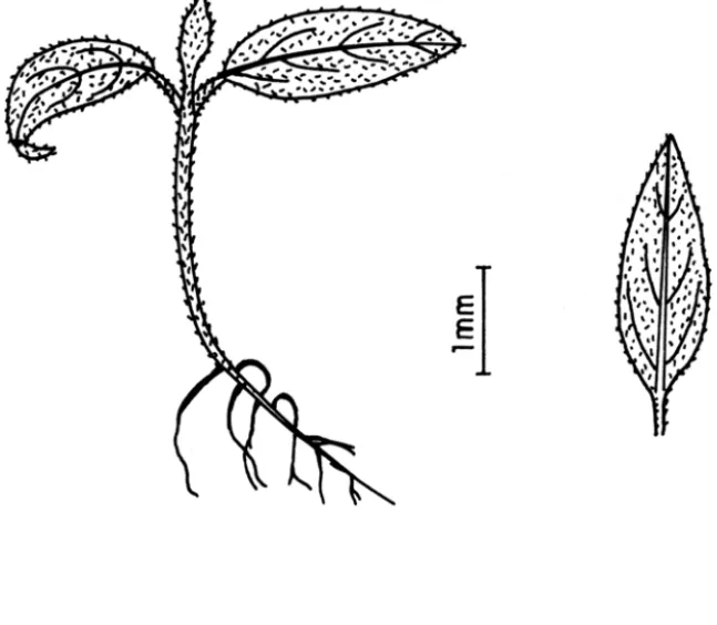 FIG. 02:  Solanum aculeatissimum Jacq.:  Plântula e folha cotiledonar. 