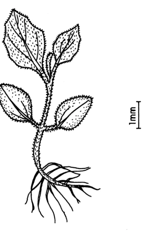 FIG . 04:  Solanum americanum Mill.:  plântula e  folha cotiledonar. 