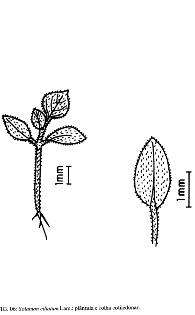 FIG . 06: Solanum ciliatum Lam.: plântula e folha cotiledonar. 