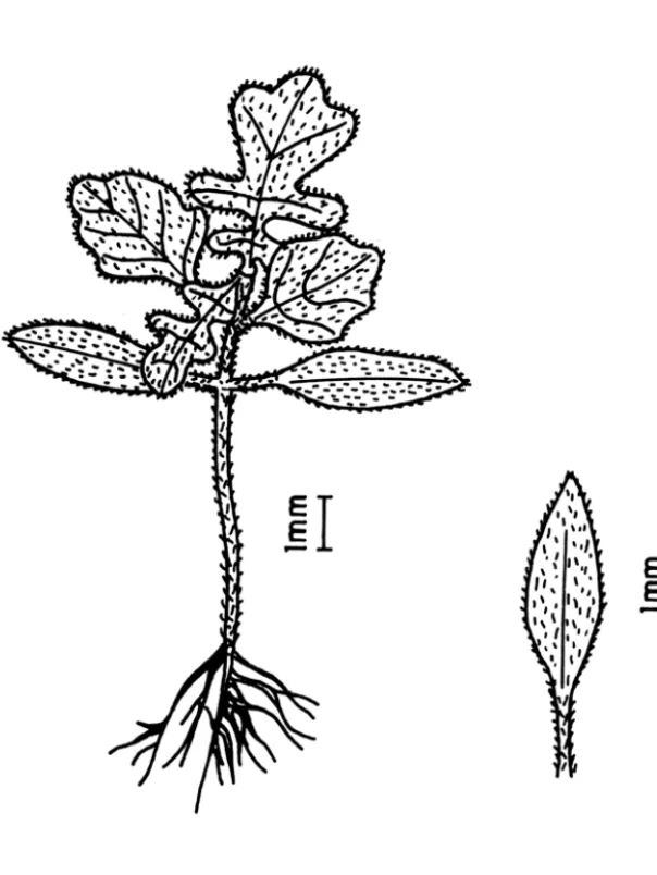 FIG. 08: Solanum sisymbriifoloum Lam.: plântula e folha cotiledonar. 