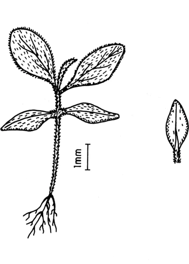 FIG. 10:  Solanum sordidum Sendt.: plântula e  folha cotiledonar. 