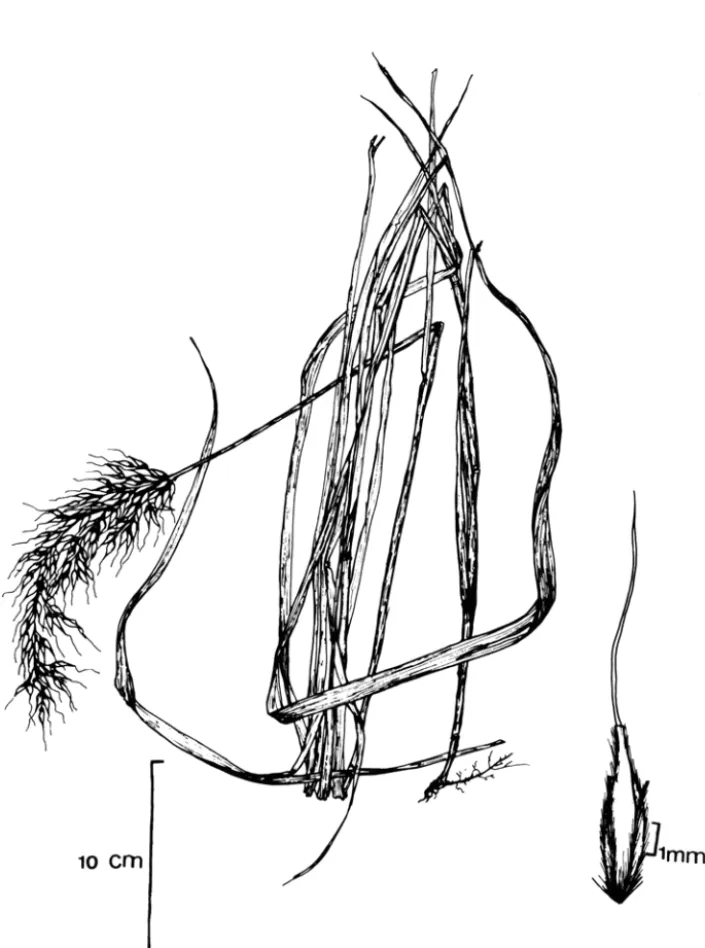 Figura  1.  Sorghastrwn nutans. A - Aspecto geral da planta. B - Detalhe da espigueta